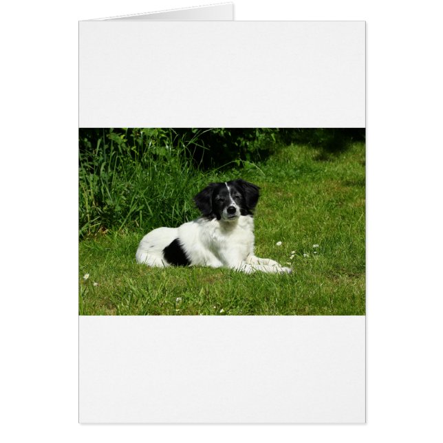 Border Collie (Front)