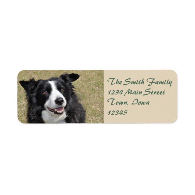 Border collie (Front)