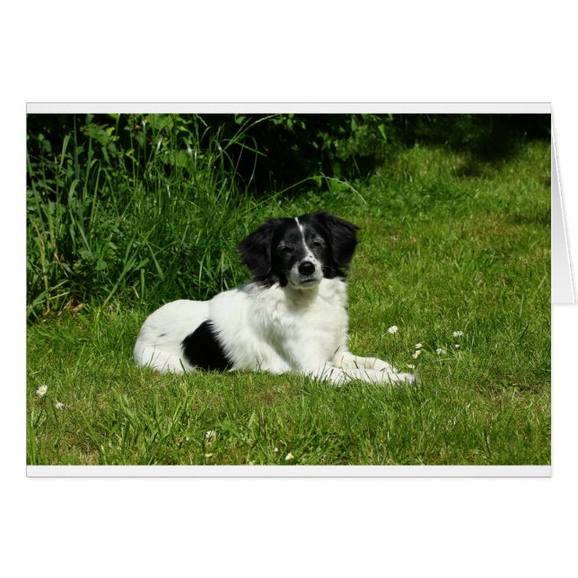 Border Collie (Front Horizontal)
