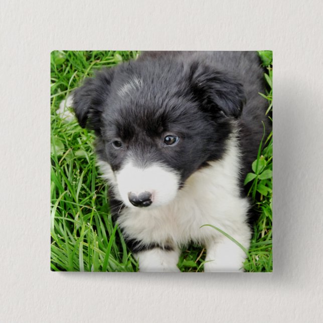 BORDER COLLIE 15 CM SQUARE BADGE (Front)