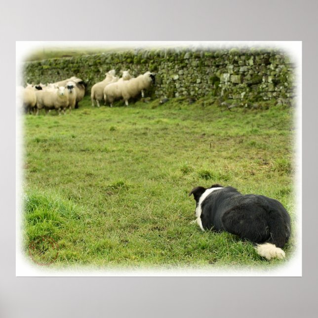 Border Collie 8M052D-05 Poster (Front)
