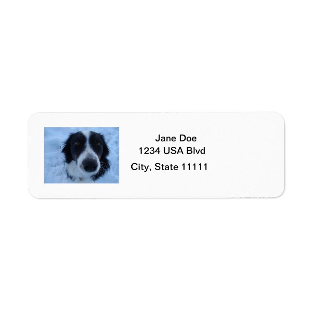 Border Collie Address Labels (Front)
