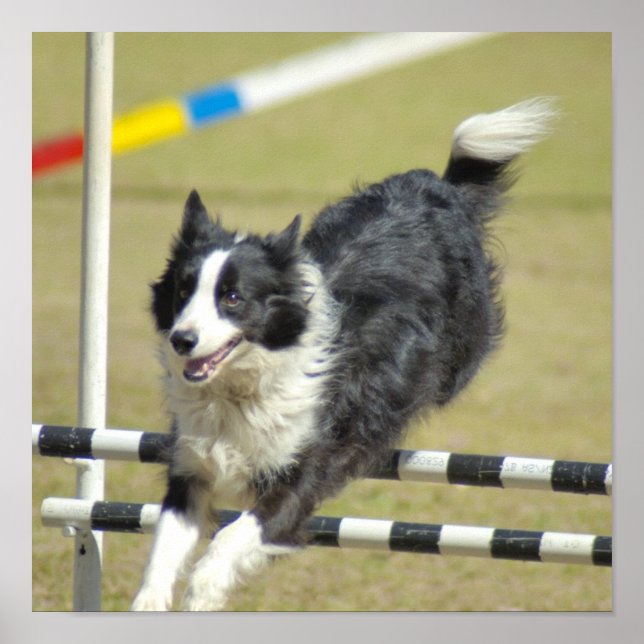 Border Collie Agility Poster (Front)