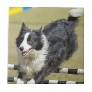 Border Collie Agility Tile