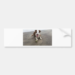 Border collie at the beach bumper sticker
