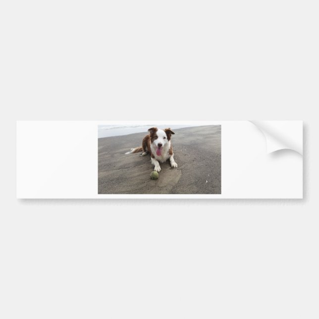 Border collie at the beach bumper sticker (Front)