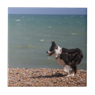 Border Collie at the Beach Tile