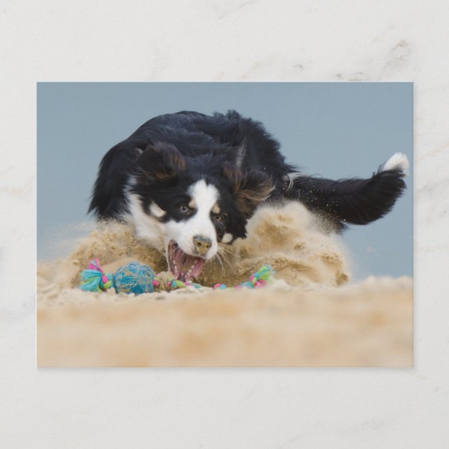 Border Collie auf Balljagd Postcard (Front)