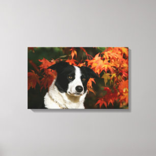 Border Collie Autumn Headshot Canvas Print