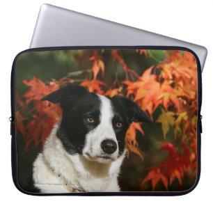 Border Collie Autumn Headshot Laptop Sleeve