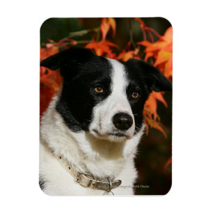 Border Collie Autumn Headshot Magnet