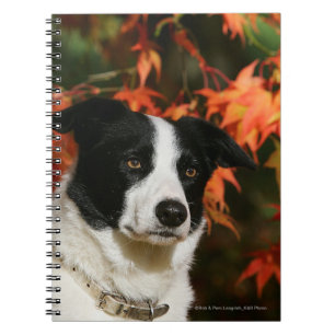 Border Collie Autumn Headshot Notebook