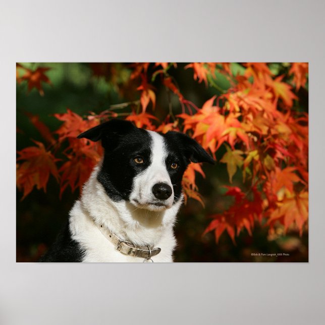 Border Collie Autumn Headshot Poster (Front)