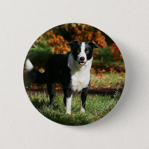 Border Collie Autumn Standing 6 Cm Round Badge