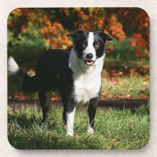Border Collie Autumn Standing Coaster