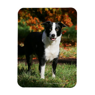 Border Collie Autumn Standing Magnet