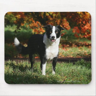 Border Collie Autumn Standing Mouse Mat
