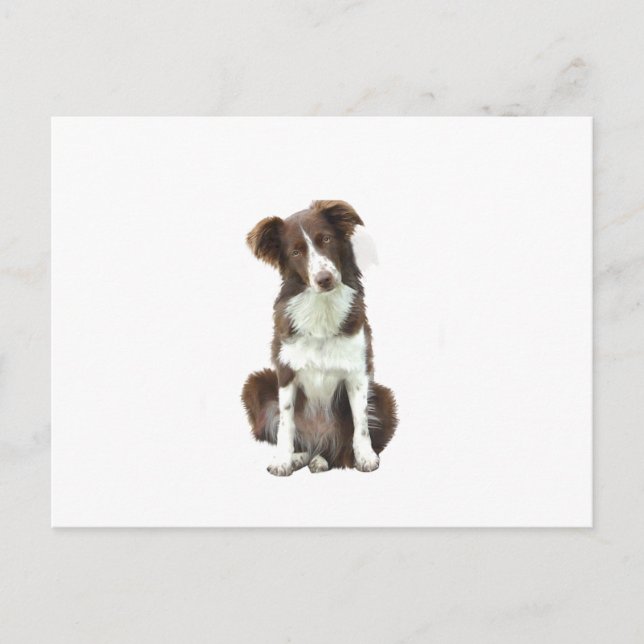 Border Collie (B) - brown and white Postcard (Front)