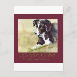 Border Collie Beauty and Brains Postcard