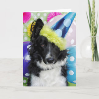 Border Collie Birthday Card