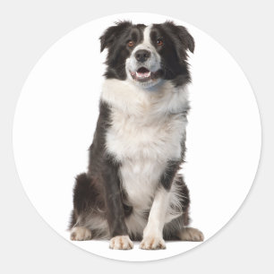 BORDER COLLIE BLACK AND WHITE PUPPY DOG CLASSIC ROUND STICKER
