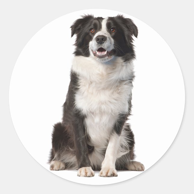 BORDER COLLIE BLACK AND WHITE PUPPY DOG CLASSIC ROUND STICKER (Front)