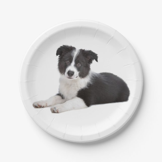 Border Collie Black & White Puppy Dog Paper Plates (Front)