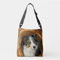 Border Collie Blue Merle Dog Cute Portrait Photo -