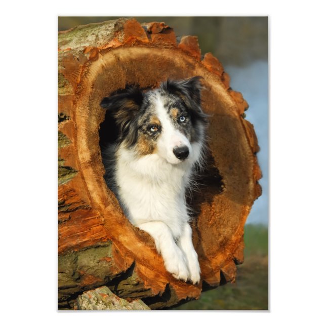 Border Collie Blue Merle Dog  - Paperprint Photo Print (Front)