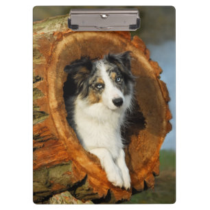 Border Collie Blue Merle Dog Portrait Photo - on Clipboard