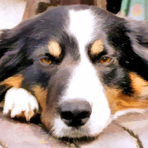 BORDER COLLIE BOTTLE OPENER