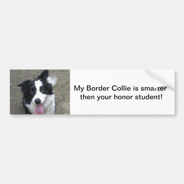 Border Collie Bumper sticke Bumper Sticker (Front)