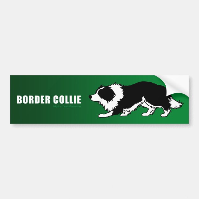 Border Collie Bumper Sticker (Front)