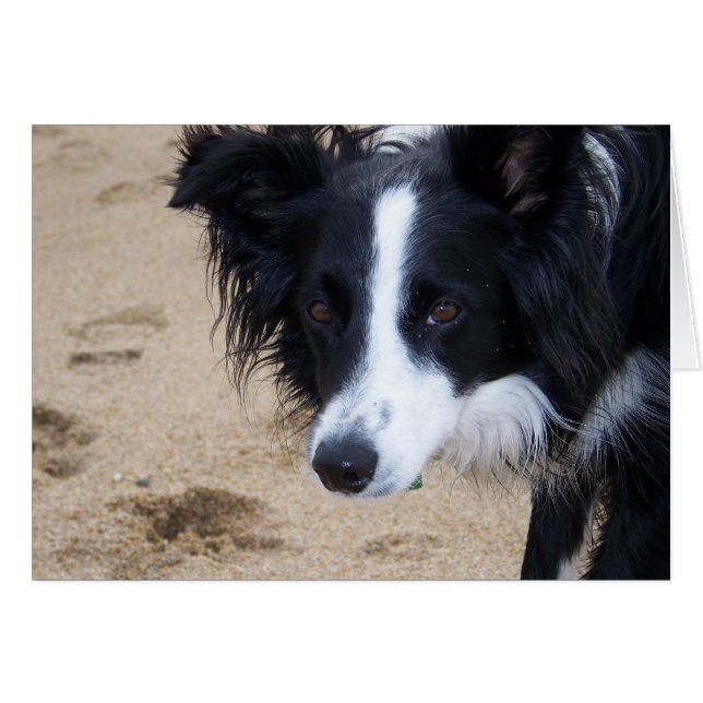 Border Collie Card (Front Horizontal)