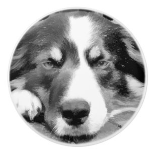 BORDER COLLIE CERAMIC KNOB
