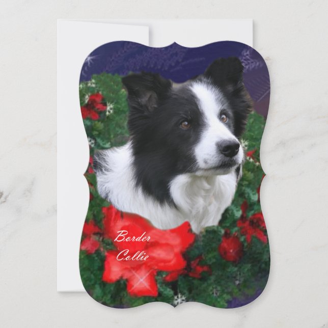 Border Collie Christmas Greetings Holiday Card (Front)