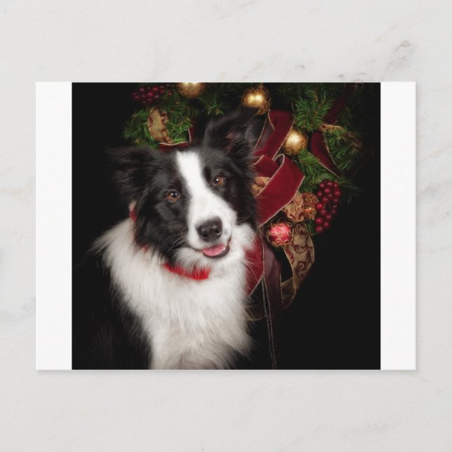 Border Collie Christmas Holiday Postcard (Front)