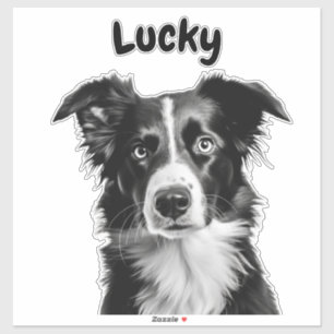 Border Collie Custom Name