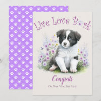 Border Collie Dog Adoption, Gotcha Day