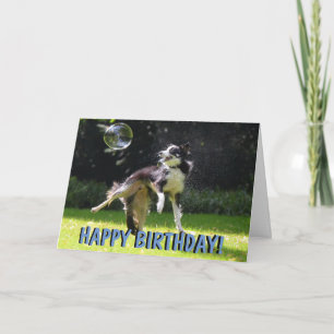Border collie dog birthday card