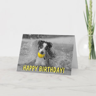 Border collie dog birthday card