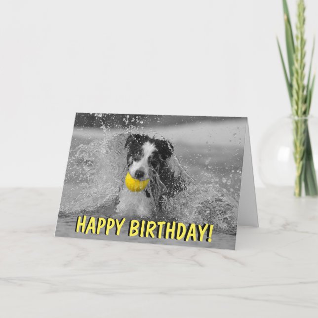 Border collie dog birthday card (Front)