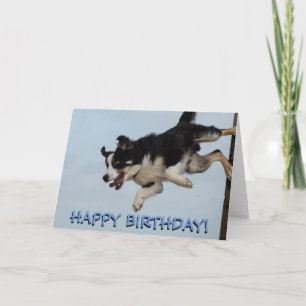 Border collie dog birthday card