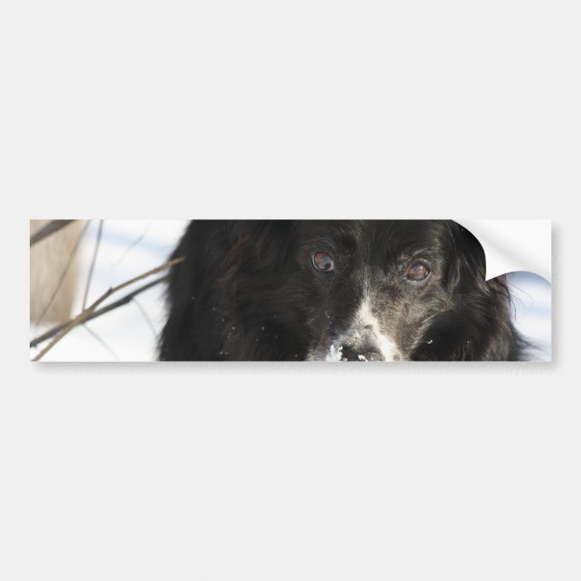 Border Collie Dog  Bumper Stickers (Front)