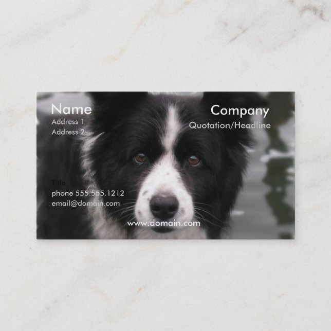 Border Collie Dog Business Card (Front)