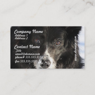 Border Collie Dog Business Cards