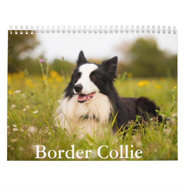 Border Collie dog Calendar (Cover)