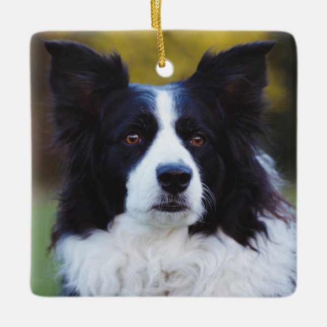 Border Collie Dog Ceramic Ornament (Front)