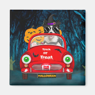 Border Collie Dog Driving Car Scary Halloween Magnet