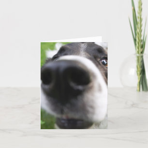 Border Collie Dog Face Close-up Greeting Card